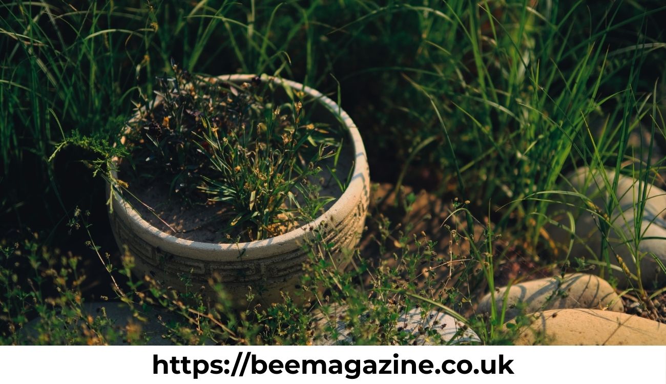 Kashyeportazza Ltd Products