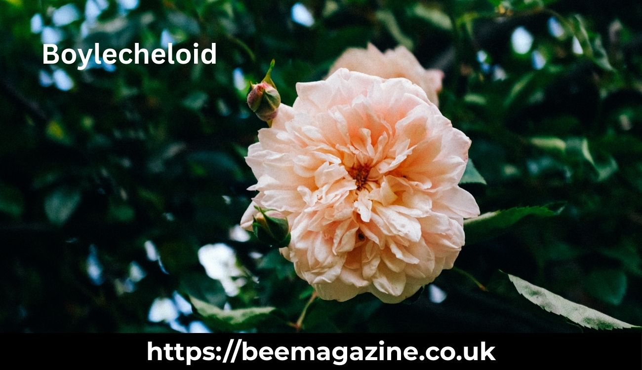 Boylecheloid