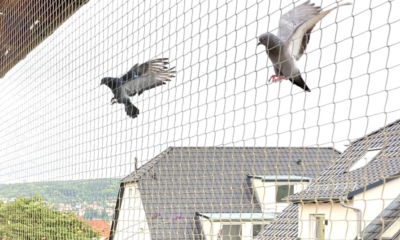 Transparent Pigeon Net for a Neat Balcony Look